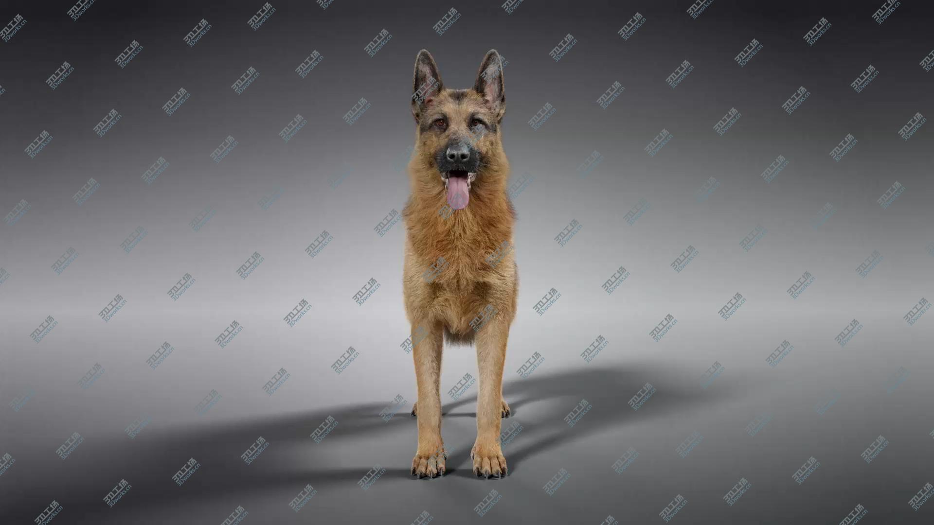 images/goods_img/202105074/German Shepherd model/2.jpg